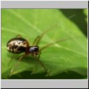 Linyphia hortensis - Baldachspinne w03.jpg